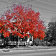 Illustration for article titled Shooting Challenge Fall Leaves Gallery 7